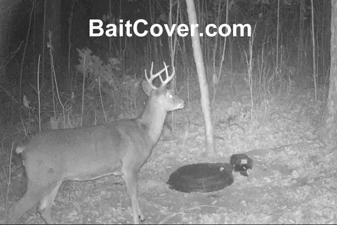 Trail camera photo: Buck 1am Oct 12, 2012