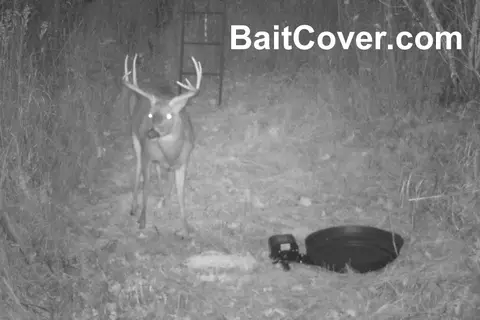 Trail camera photo: Buck 7pm Oct 7, 2012