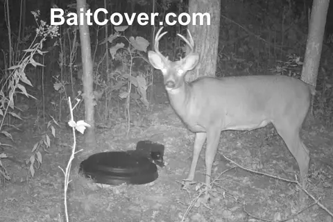 Trail camera photo: Buck 8pm Sep 24, 2012