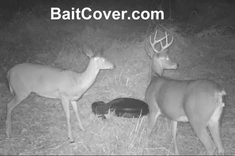 Trail camera photo: Buck Doe 9pm Sep 24, 2012