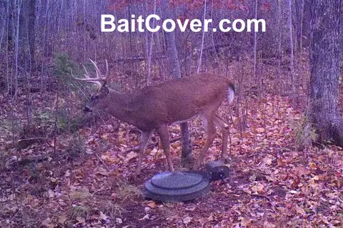 Trail camera photo: Buck Oct 11, 2012