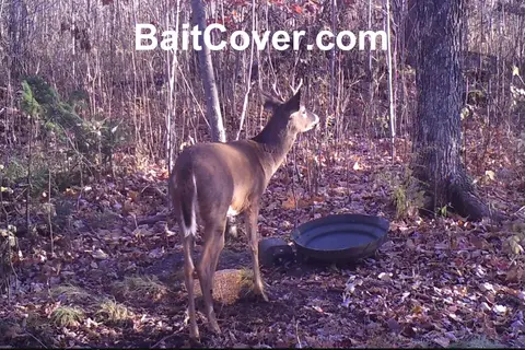 Trail camera photo: Buck Oct 12, 2012