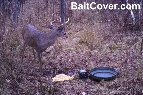 Trail camera photo: Buck Oct 17, 2012