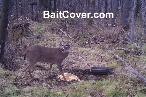 Trail camera photo: Buck Oct 18, 2012