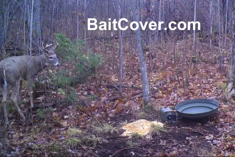 Trail camera photo: Buck Oct 19, 2012