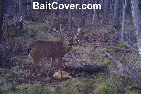 Trail camera photo: Buck Oct 20, 2012