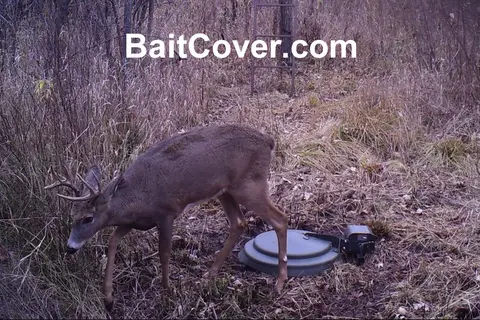 Trail camera photo: Buck Oct 24, 2012