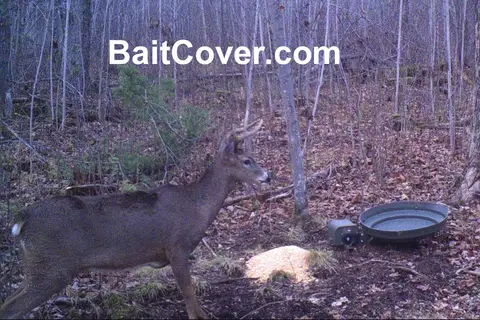Trail camera photo: Buck Oct 27, 2012