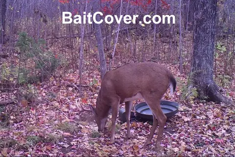 Trail camera photo: Buck Oct 5, 2012