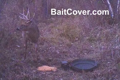 Trail camera photo: Buck Oct 7, 2012