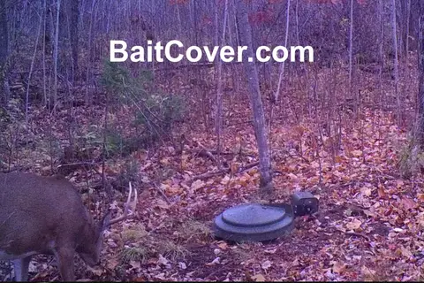 Trail camera photo: Buck Oct 11, 2012