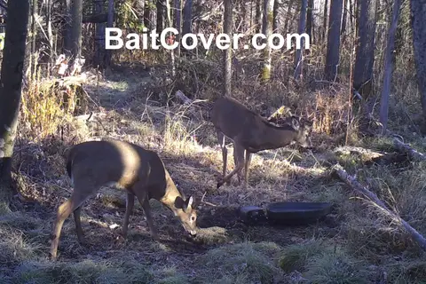Trail camera photo: Buck Oct 12, 2012