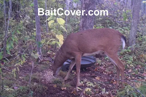 Trail camera photo: Buck Sep 26, 2012