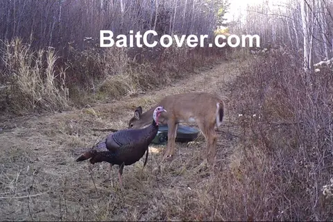 Trail camera photo: Turkey Oct 20, 2012